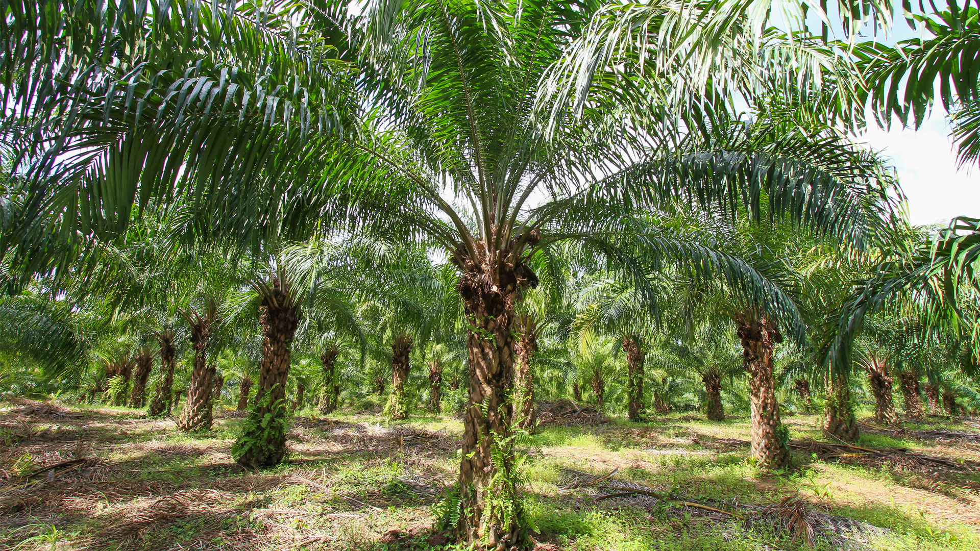 Success Story Sustainable Retrofitting in Palm Oil Production | Industrial Raspberry Pi Sustainable Retrofitting in Palm Oil Production